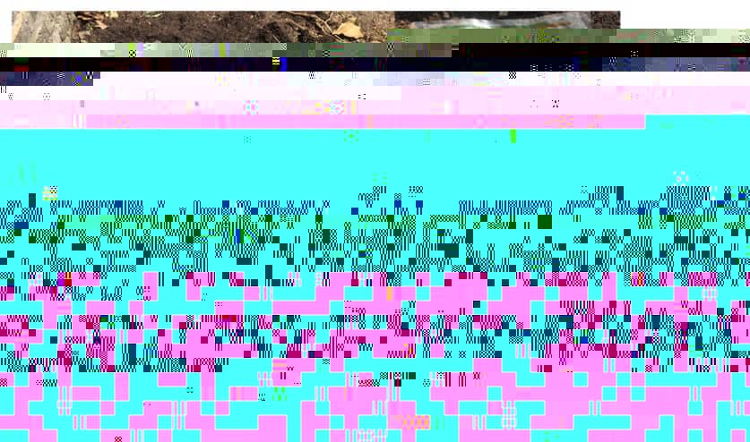 Chlorophyll – Film